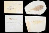 Lot: Green River Fossil Fish - Pieces #81269-1